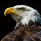 A bald eagle from the shoulders up.